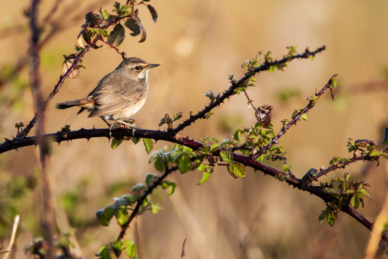 Gorgebleue à miroir en baie de Somme